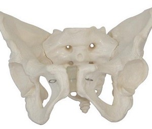 pelvis-femenina